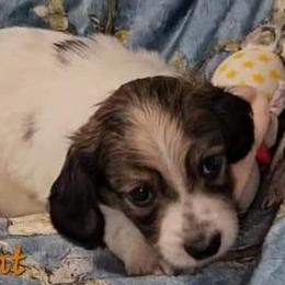 Vincent- boy 3 - Cream Dachshund puppy in Conroe, Texas from Brenlyn Kennels
