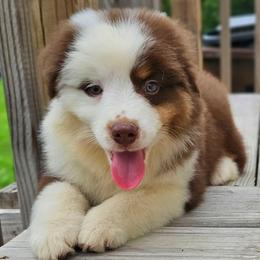 Brown Collar BTM - Red tri-color male Miniature American Shepherd puppy in Lexington, Kentucky from Deuce's Den