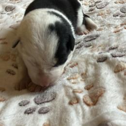 2 Tone - Black and white male Border Collie puppy in Salem, Indiana from Hidden Creek