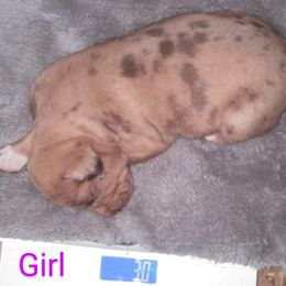 Girl 1 - Catahoula Leopard Dog puppy in Pavillion, Wyoming from TNT Catahoulas