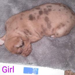 Girl 1 - Catahoula Leopard Dog puppy in Pavillion, Wyoming from TNT Catahoulas