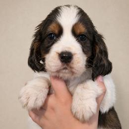 Keebler - Liver and white male English Springer Spaniel puppy in Fort White, Florida from Thunderbird Springers