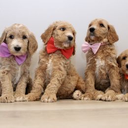 Goldendoodle Puppies from Doodles Pups of NY
