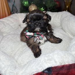 Cooper - Chocolate male Shih Tzu puppy in Phoenix, Arizona from Spoiled Shih Tzu