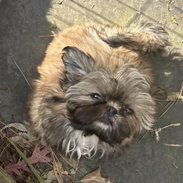 Shih Tzu Puppies from CID Love