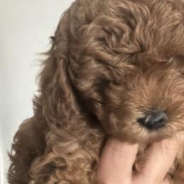Poodles from Kern County Miniature Red Poodles