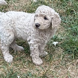 Harry - Cream male Goldendoodle puppy in Indiana, Pennsylvania from Kathy's Doodles