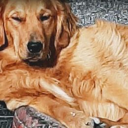 Golden Retriever All Grown Up from Wilkinson’s Wonders