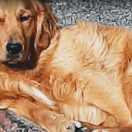 Golden Retriever All Grown Up from Wilkinson’s Wonders