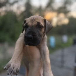 Draco - Fawn male Great Dane puppy in Ocala, Florida from Cloud9 Bedlingtons and Argos Danes