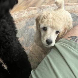 Kerry Blue Terrier and Poodle Puppies from Nipigon Miniature Poodles
