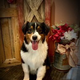Betsy - Black tri-color female Australian Shepherd puppy in Sedalia, Missouri from Affinity Aussies