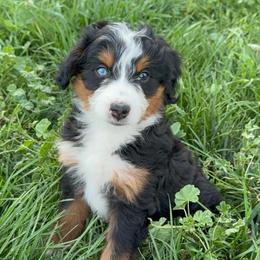 Tommy - male Australian Mountain Doodle puppy in Cortez, Colorado from Sassy Pants Pups