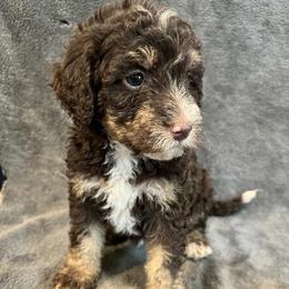 Asta - Tri-color female Bernedoodle puppy in Battle Creek, Michigan from T-Rose’s Bernedoodle & Pomsky Puppies