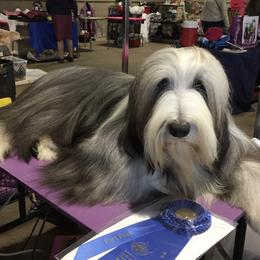 Leon - Bearded Collie