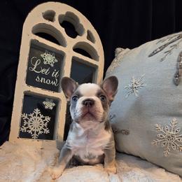 Olaf - Blue fawn male French Bulldog puppy in Columbia Falls, Montana from Glacier French Bulldogs of Montana