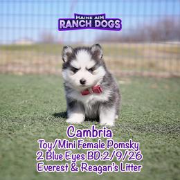 Cambria - Black and white female Pomsky puppy in Humeston, Iowa from M.A.R. Dogs
