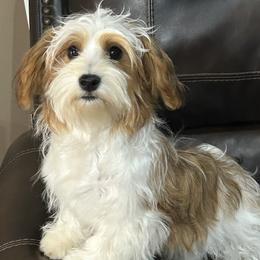 Havanese, Havapoo, Maltese, and Maltipoo All Grown Up from Denise Clark