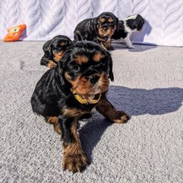 Cavalier King Charles Spaniel Puppies from Charleston Cavaliers
