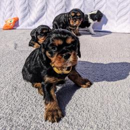 Cavalier King Charles Spaniel Puppies from Charleston Cavaliers