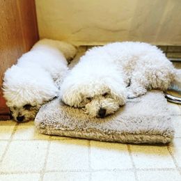 Bichon Frises from Bichon Blitzteam