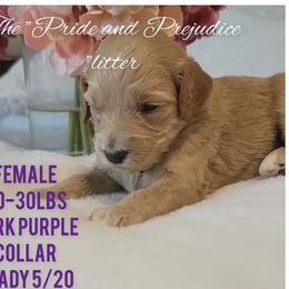 Charlotte - Apricot female Goldendoodle puppy in Fort Worth, Texas from Stacy Warwick