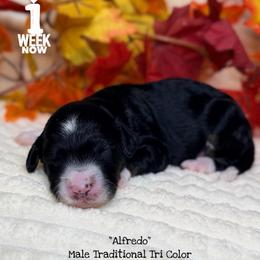 Alfredo - Tri-color male Bernedoodle puppy in Orange, Texas from Walk with Me Doodles