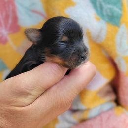 Autumn - Black and gold female Yorkshire Terrier puppy in Middleton, Idaho from Rocky Mountain Yorkies