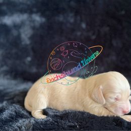 Venus - Cream female Dachshund puppy in Peyton, Colorado from Dachshund Universe