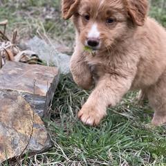 Nova Scotia Duck Tolling Retriever Puppies from Riverside Tollers