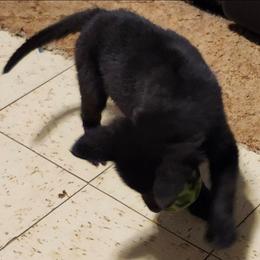Red collar - Black male German Shepherd puppy in Montalba, Texas from LM German Shepherd Dogs