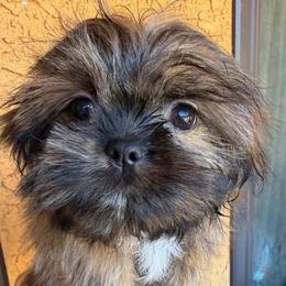 Billy - Brindle male Shih Tzu puppy in Victorville, California from RUMBLE n TUMBLE
