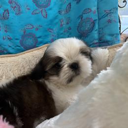 Boy 2 - Red and white male Shih Tzu puppy in Centralia, Washington from FRUFFLES SHIH TZUS