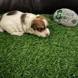 Boy 2 - Brown and white male Jack Russell Terrier puppy in Greeneville, Tennessee from Wampler Jacks