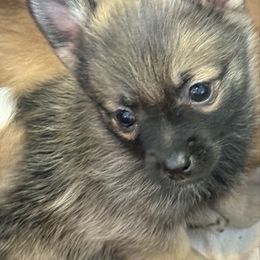 Aphrodite - Chocolate female Pomsky puppy in Avoca, Michigan from Repurposed Paradise Farm