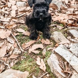 Miniature Schnauzer Puppies from Southpaw Schnauzers
