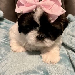 Shih Tzu Puppies from Wanda M Golden