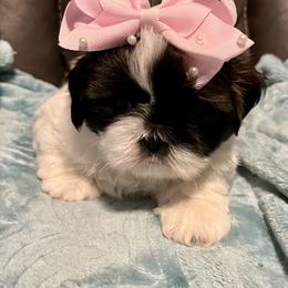 Shih Tzu Puppies from Wanda M Golden