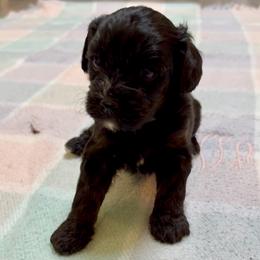 Video Twix - Black and tan male Cavapoo puppy in Eatonton, Georgia from TNT Puppies