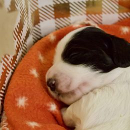 Otto - Piebald male Dachshund puppy in North Reading, Massachusetts from The Well Tempered Dachshund