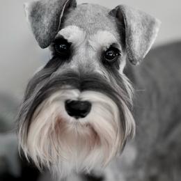 Briley - Miniature Schnauzer