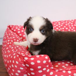 Australian Shepherd Puppies from Hegerfeld's Aussies