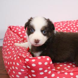 Australian Shepherd Puppies from Hegerfeld's Aussies
