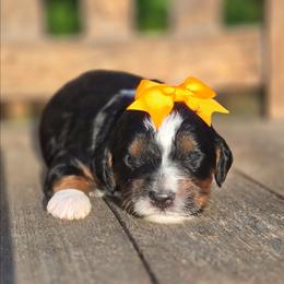 Tesla - female Golden Mountain Dog puppy in Crawfordsville, Iowa from DoodleBlessings