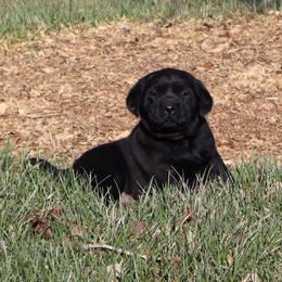Ivy - Black female Labrador Retriever puppy in Camden, Indiana from Camden's Caring Canines
