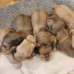 Dachshund Puppies from Dogwood Acre Dachshunds