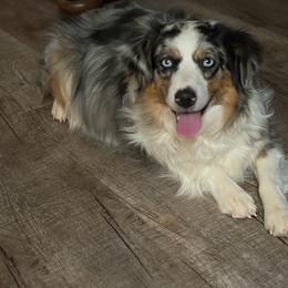RoRo - Miniature Australian Shepherd