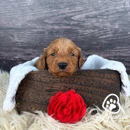 Aura - Sable female Goldendoodle puppy in Utah County, Utah from Big Hearted Breeders