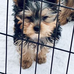 Yorkshire Terrier Puppies from Rosey’s Yorkies