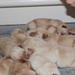 Labrador Retriever Puppies from Penny Lane Labradors